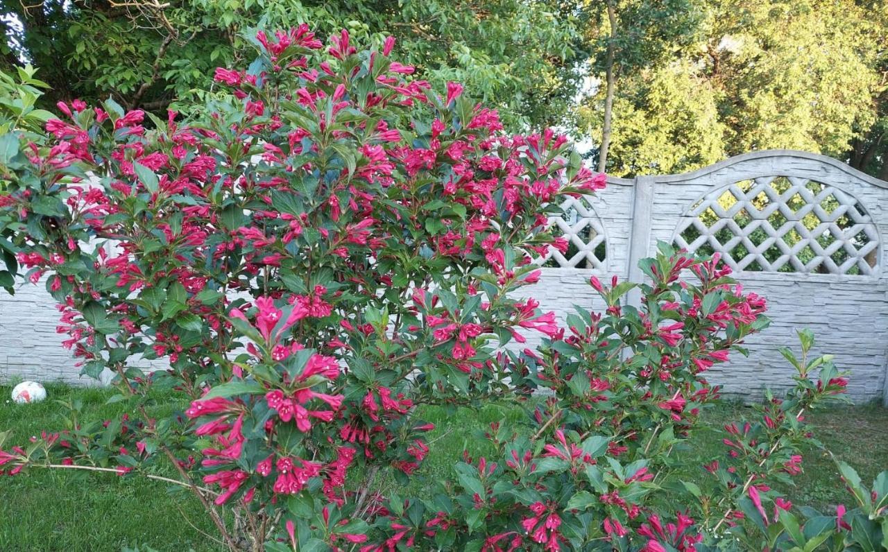 Magnolia Gospodarstwo Agroturystyczne Kazimierz Dolny Luaran gambar
